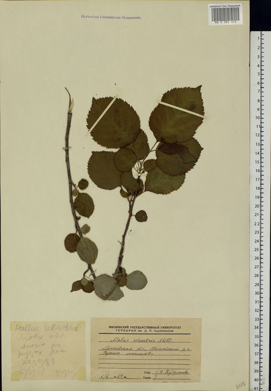 Malus sylvestris Mill., Eastern Europe, Moscow region (E4a) (Russia)