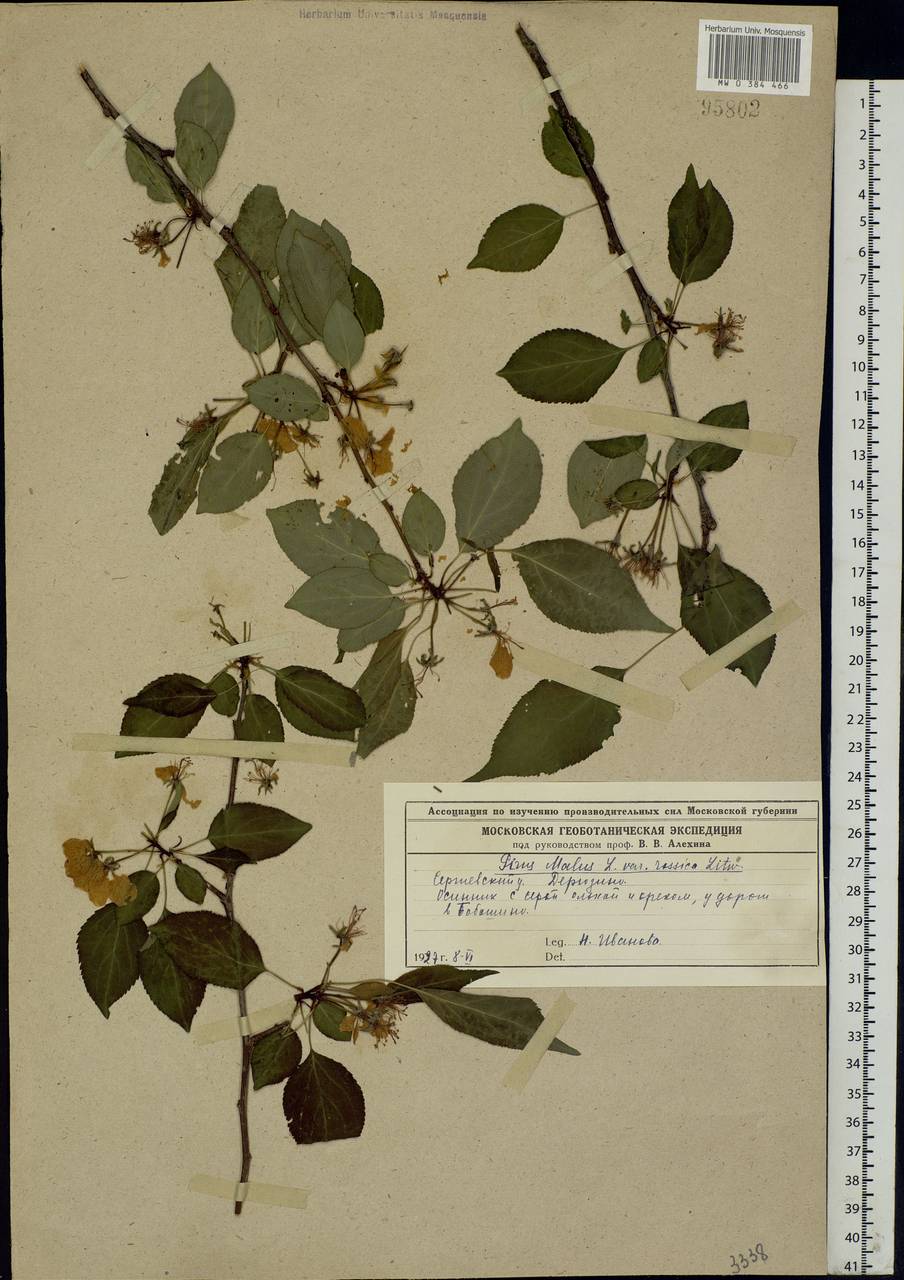 Malus sylvestris Mill., Eastern Europe, Moscow region (E4a) (Russia)