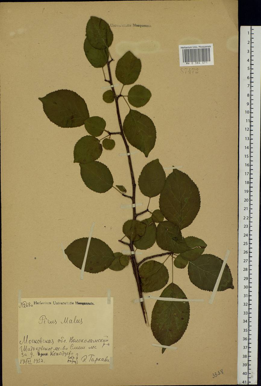 Malus sylvestris Mill., Eastern Europe, Moscow region (E4a) (Russia)