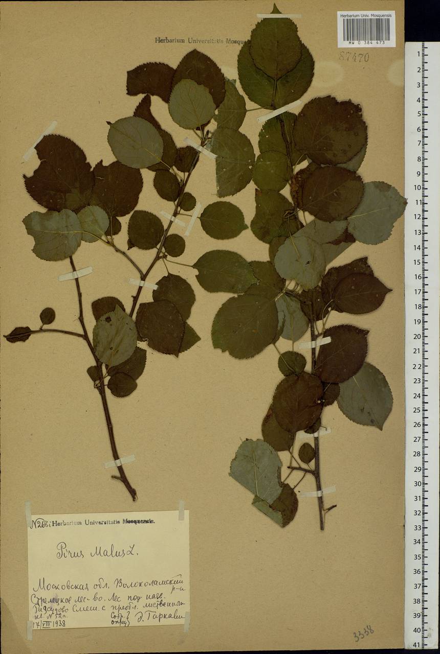 Malus sylvestris Mill., Eastern Europe, Moscow region (E4a) (Russia)