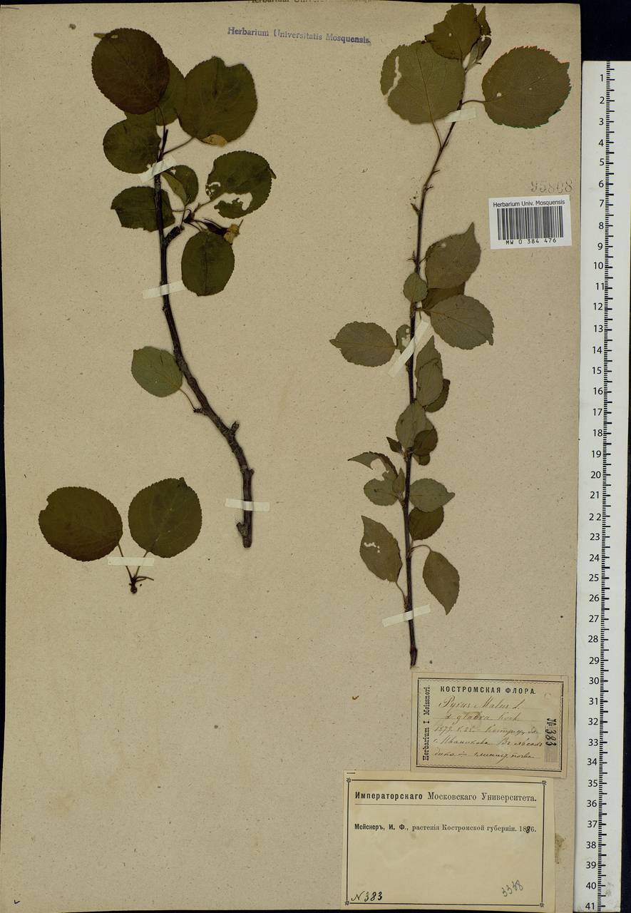 Malus sylvestris Mill., Eastern Europe, Central forest region (E5) (Russia)
