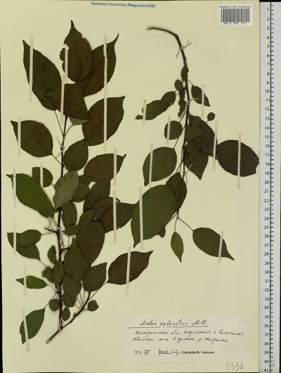 Malus sylvestris Mill., Eastern Europe, Central forest region (E5) (Russia)