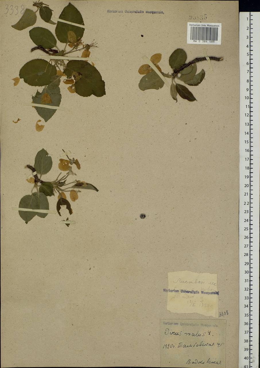 Malus sylvestris Mill., Eastern Europe, Central forest-and-steppe region (E6) (Russia)