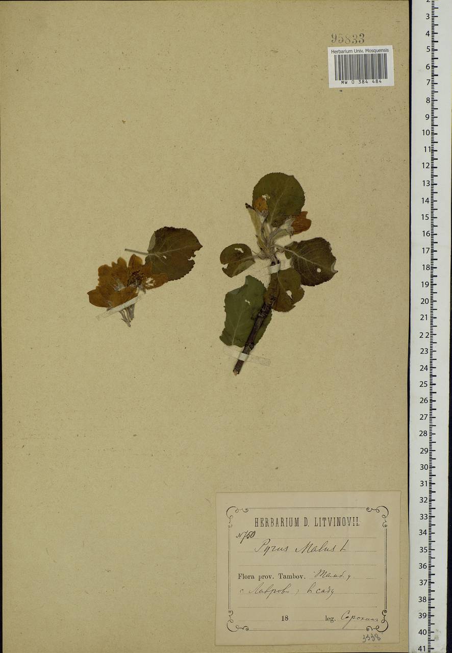Malus sylvestris Mill., Eastern Europe, Central forest-and-steppe region (E6) (Russia)