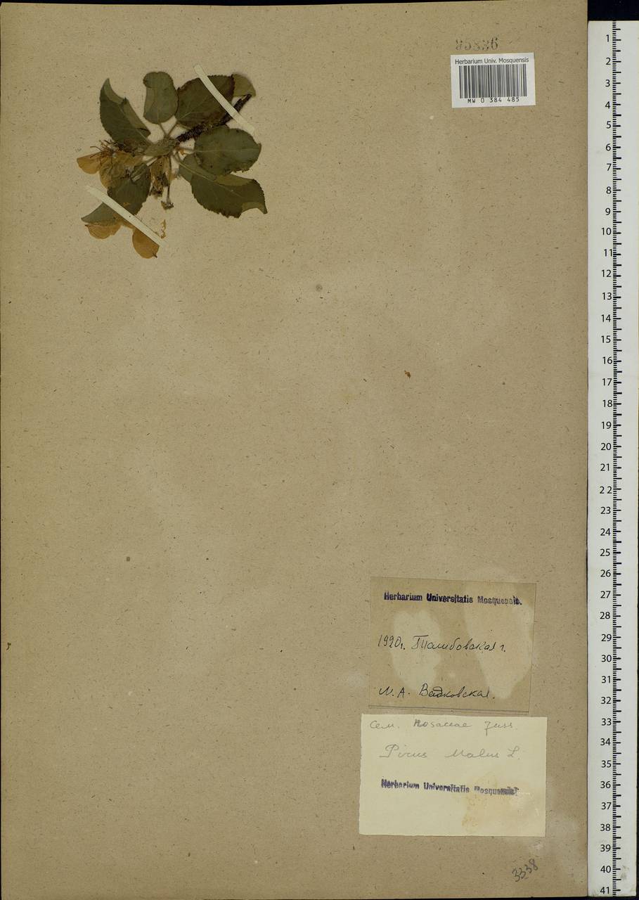 Malus sylvestris Mill., Eastern Europe, Central forest-and-steppe region (E6) (Russia)
