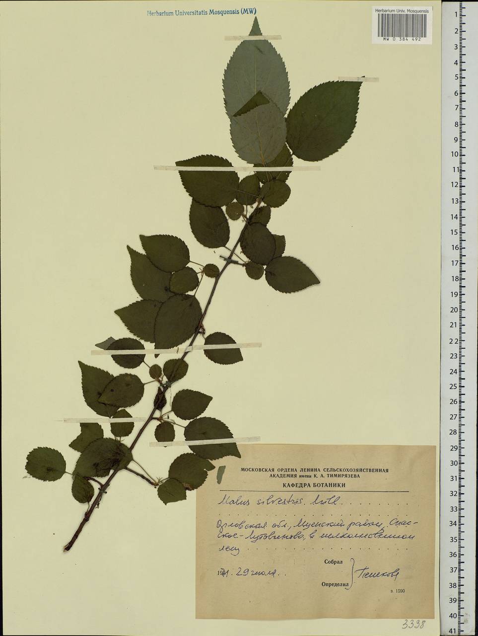 Malus sylvestris Mill., Eastern Europe, Central forest-and-steppe region (E6) (Russia)