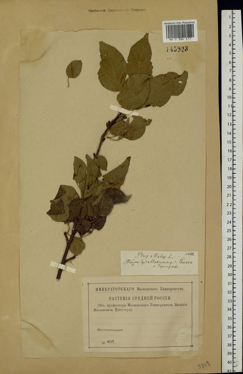 Malus sylvestris Mill., Eastern Europe, Middle Volga region (E8) (Russia)