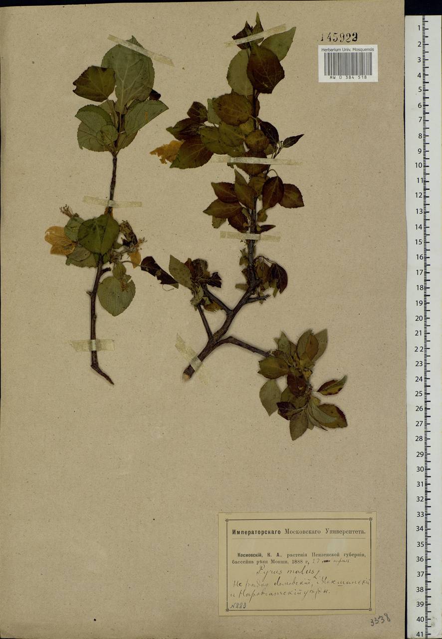 Malus sylvestris Mill., Eastern Europe, Middle Volga region (E8) (Russia)