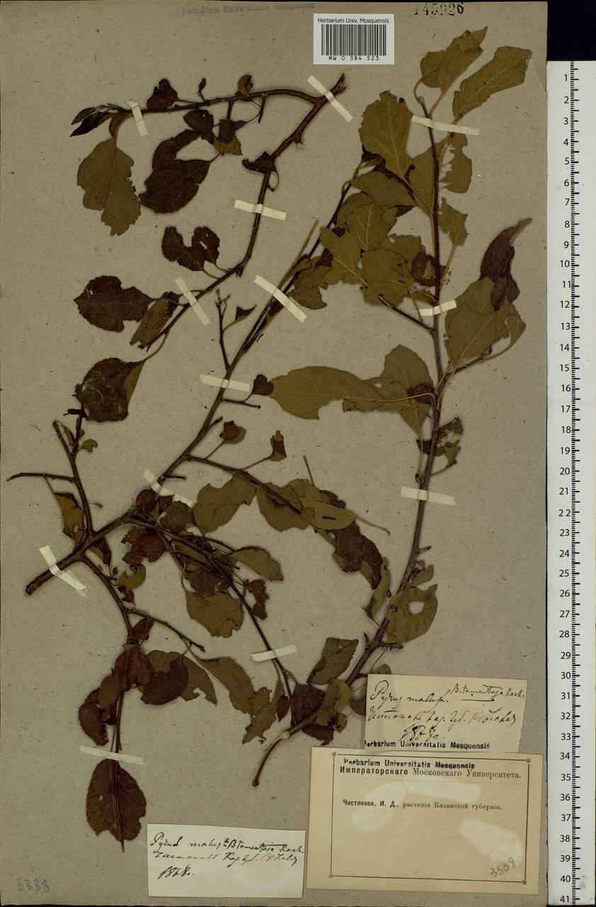 Malus sylvestris Mill., Eastern Europe, Middle Volga region (E8) (Russia)