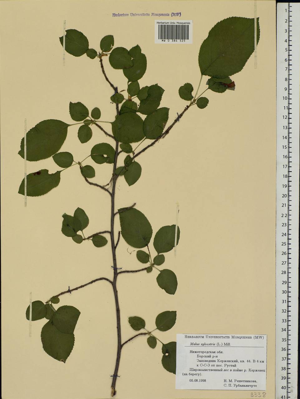 Malus sylvestris Mill., Eastern Europe, Volga-Kama region (E7) (Russia)