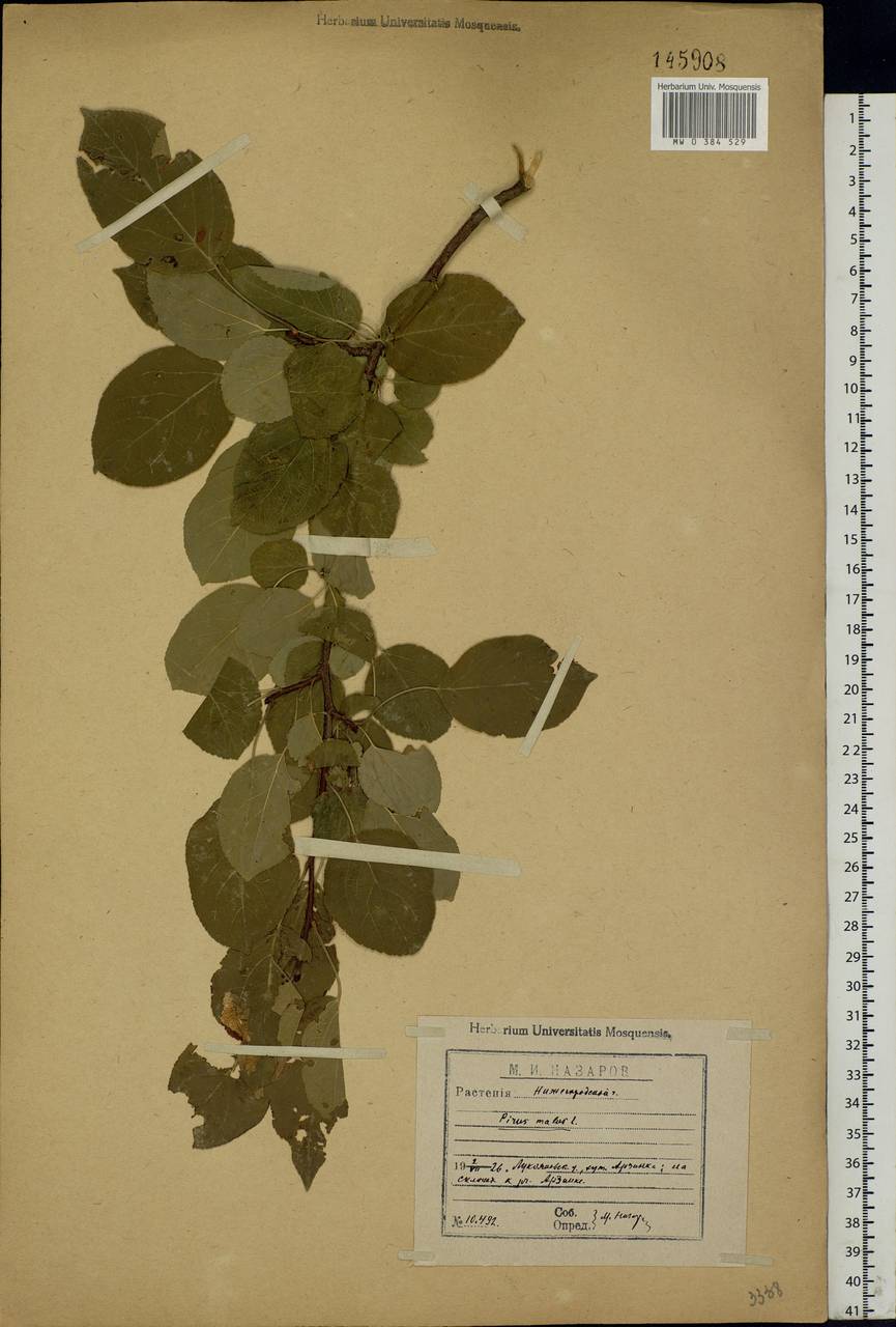 Malus sylvestris Mill., Eastern Europe, Volga-Kama region (E7) (Russia)