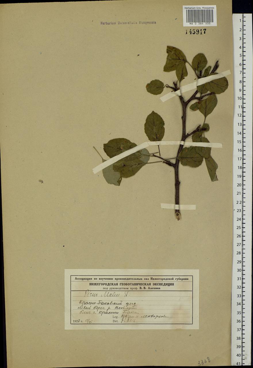 Malus sylvestris Mill., Eastern Europe, Volga-Kama region (E7) (Russia)