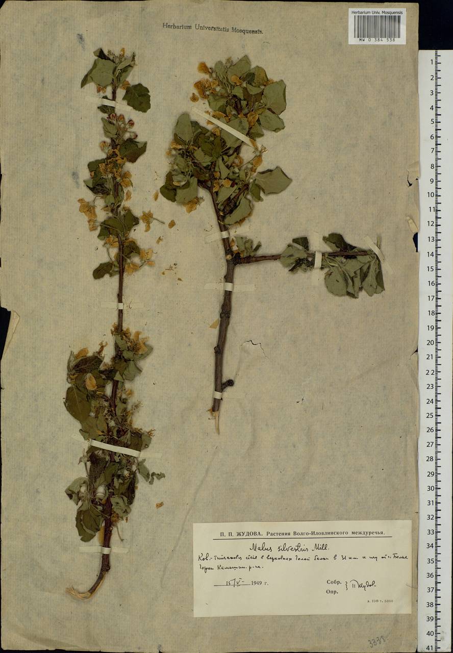 Malus sylvestris Mill., Eastern Europe, Lower Volga region (E9) (Russia)