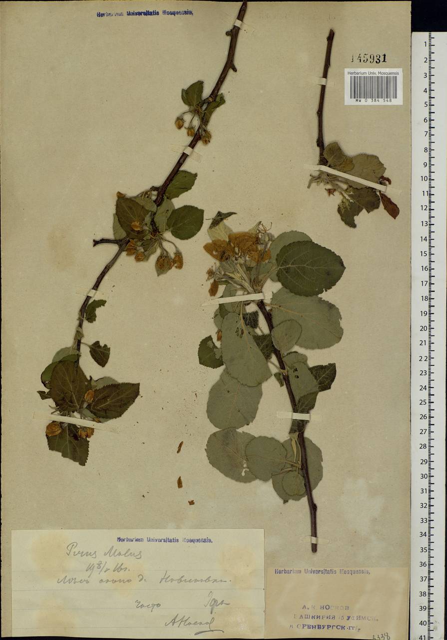 Malus sylvestris Mill., Eastern Europe, Eastern region (E10) (Russia)