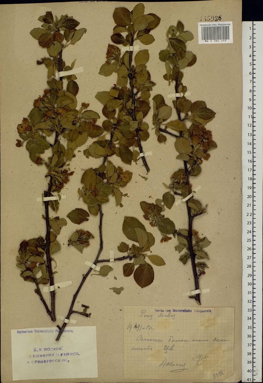 Malus sylvestris Mill., Eastern Europe, Eastern region (E10) (Russia)