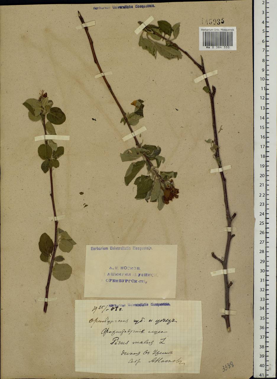 Malus sylvestris Mill., Eastern Europe, Eastern region (E10) (Russia)