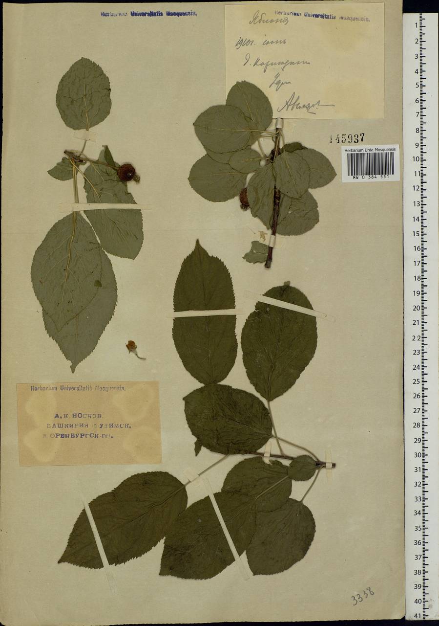 Malus sylvestris Mill., Eastern Europe, Eastern region (E10) (Russia)