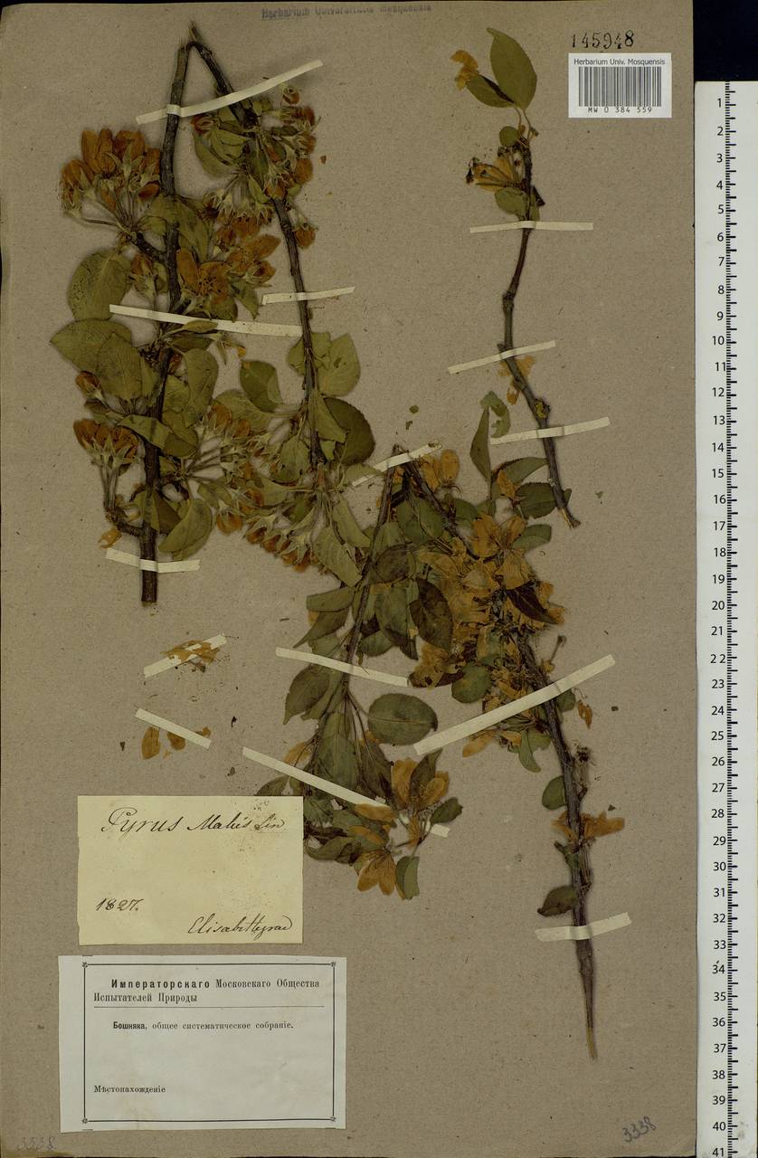 Malus sylvestris Mill., Eastern Europe, South Ukrainian region (E12) (Ukraine)