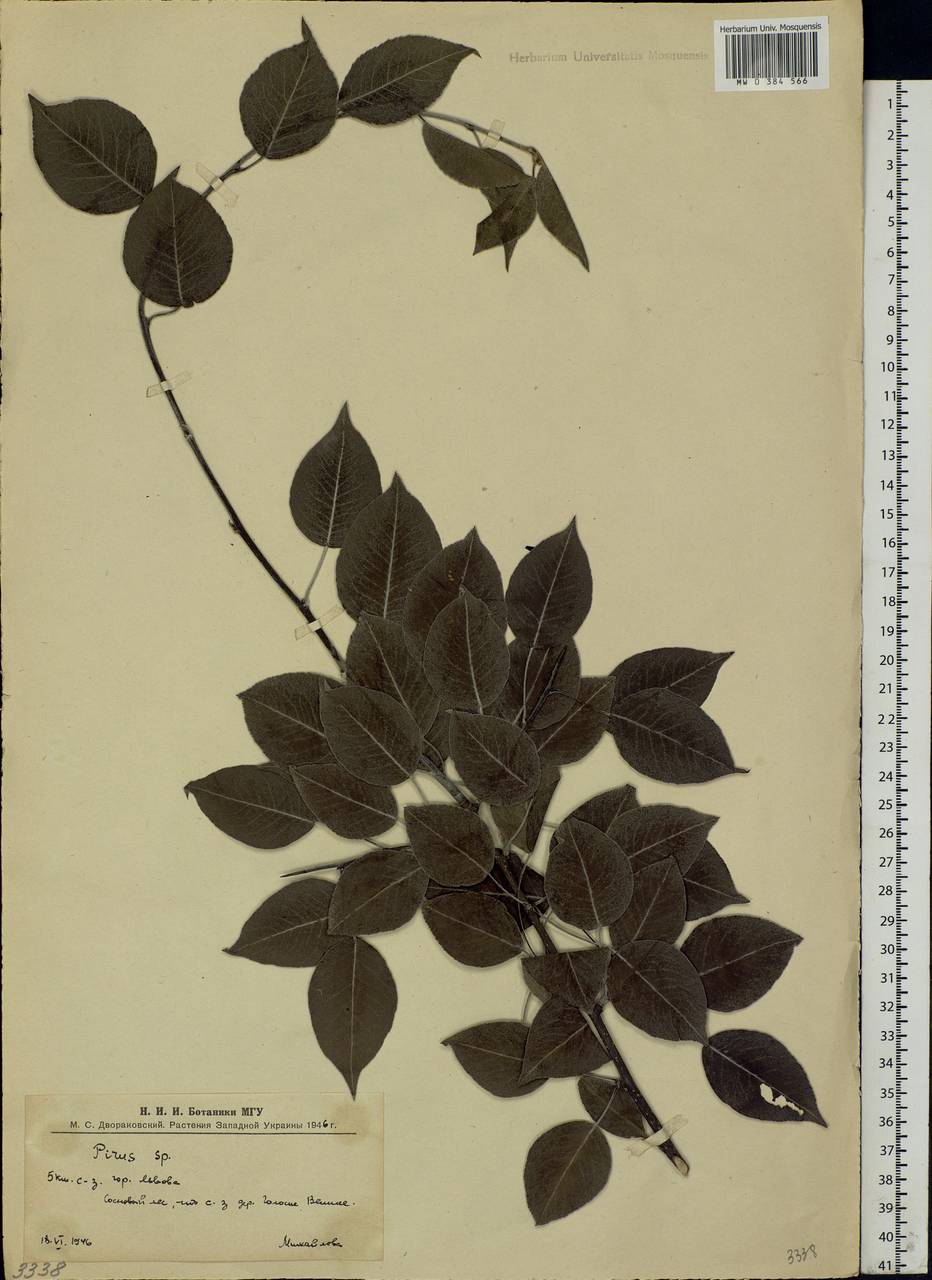 Pyrus, Eastern Europe, West Ukrainian region (E13) (Ukraine)