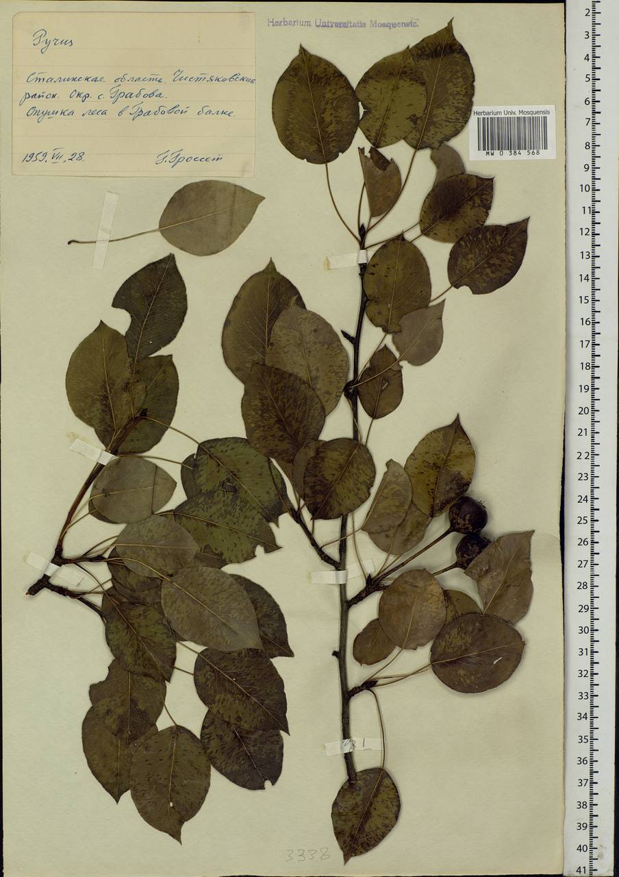 Pyrus, Eastern Europe, South Ukrainian region (E12) (Ukraine)