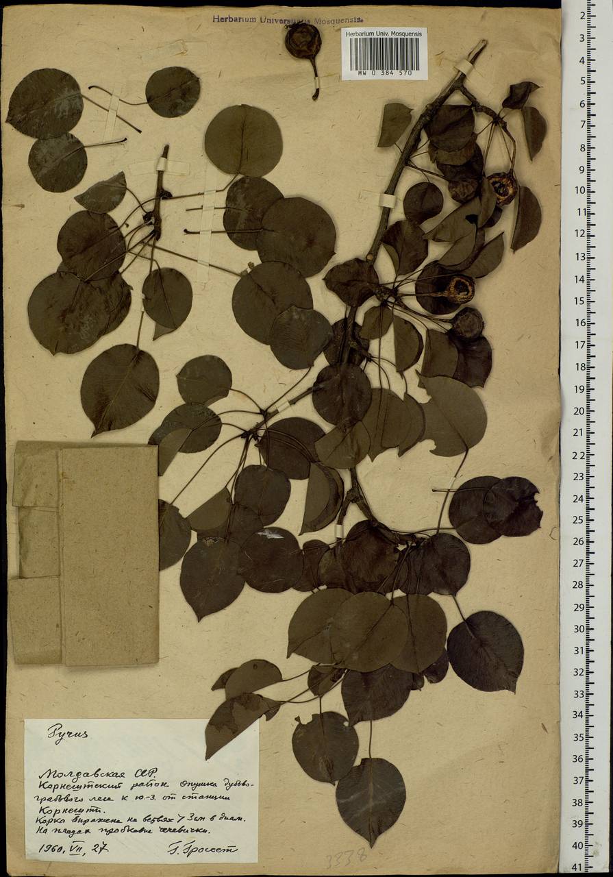 Pyrus, Eastern Europe, Moldova (E13a) (Moldova)