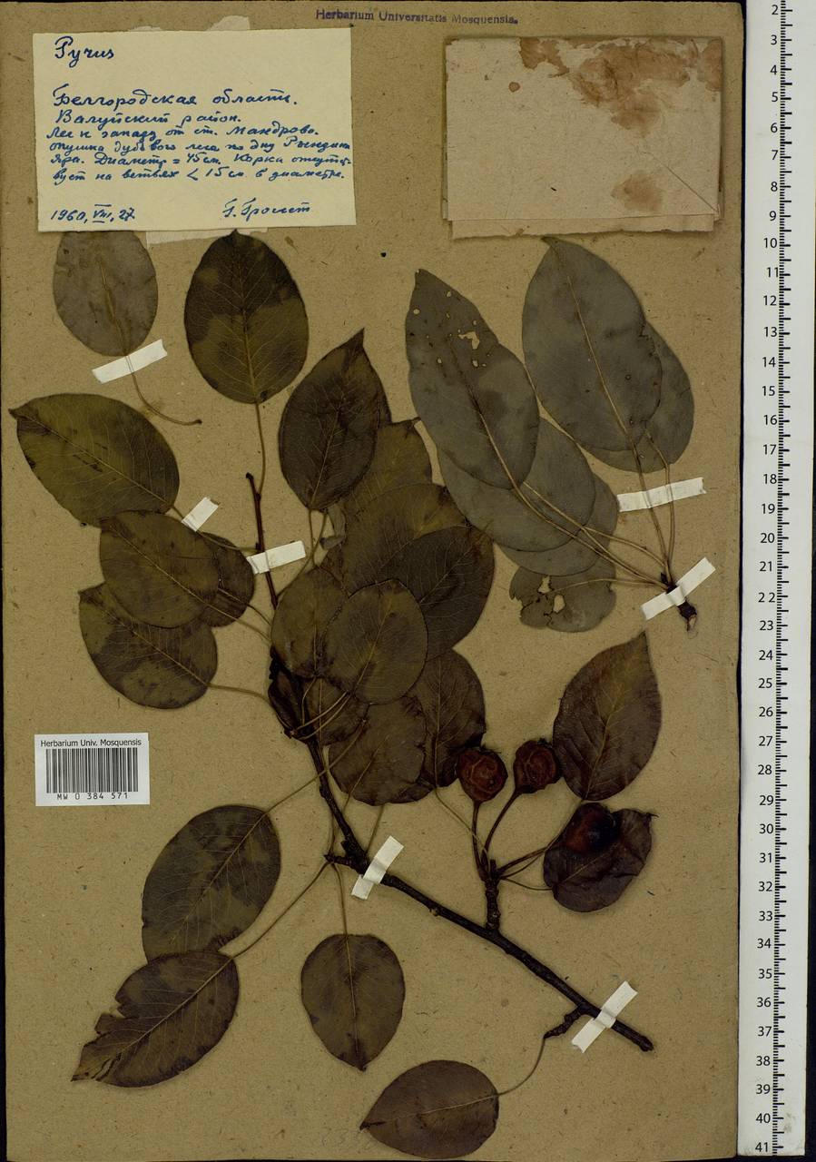 Pyrus, Eastern Europe, Central forest-and-steppe region (E6) (Russia)