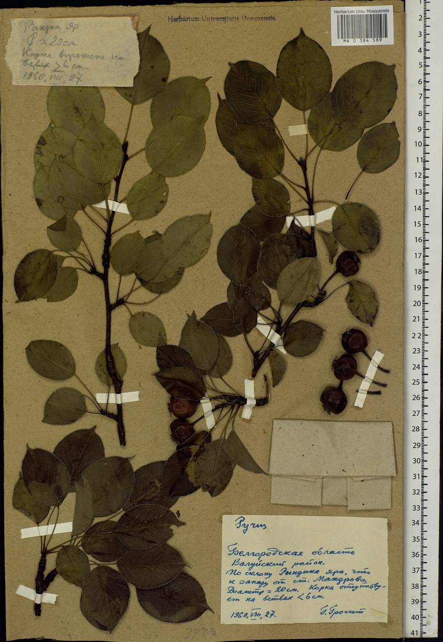 Pyrus, Eastern Europe, Central forest-and-steppe region (E6) (Russia)
