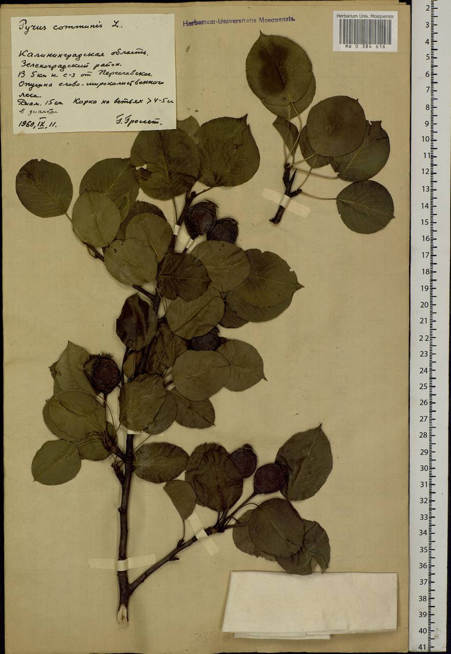 Pyrus communis L., Eastern Europe, North-Western region (E2) (Russia)