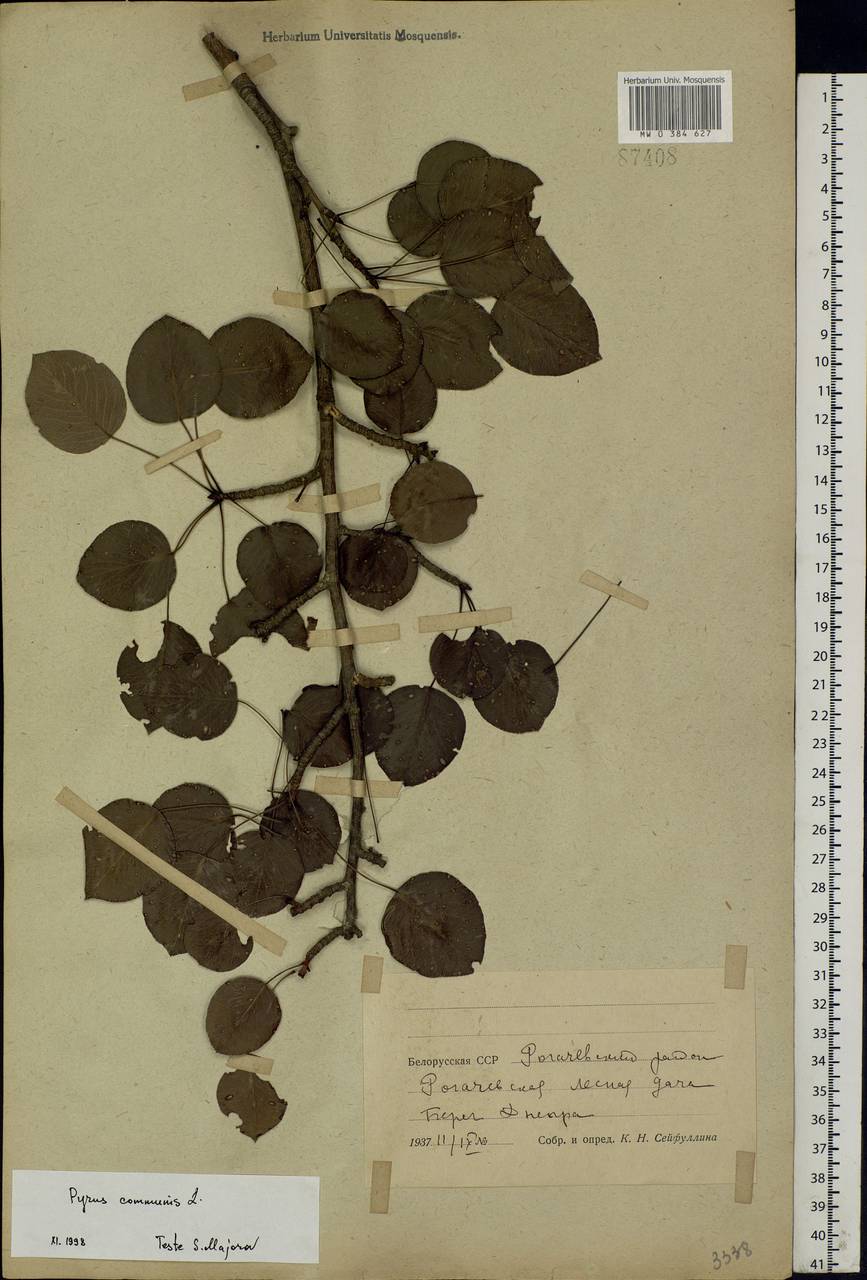 Pyrus communis L., Eastern Europe, Belarus (E3a) (Belarus)