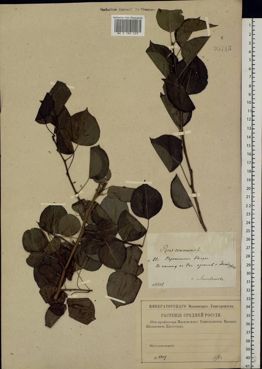 Pyrus communis L., Eastern Europe, Central region (E4) (Russia)