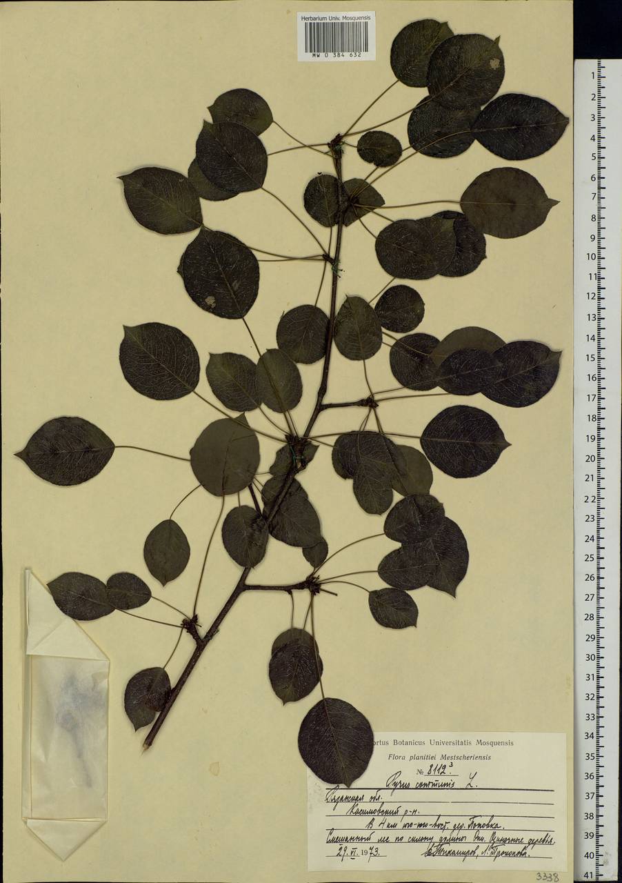 Pyrus communis L., Eastern Europe, Central region (E4) (Russia)