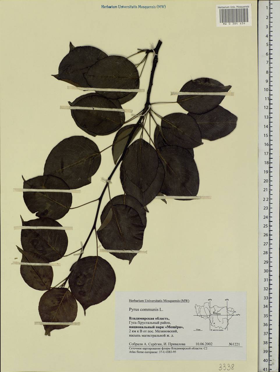 Pyrus communis L., Eastern Europe, Central region (E4) (Russia)