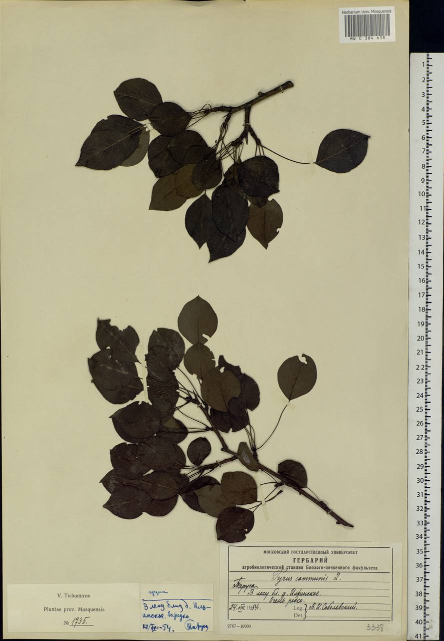 Pyrus communis L., Eastern Europe, Central region (E4) (Russia)
