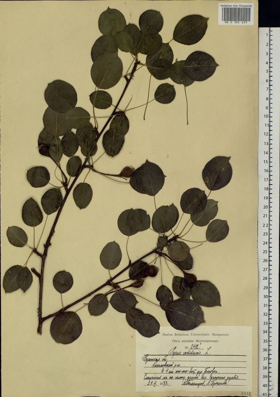 Pyrus communis L., Eastern Europe, Central region (E4) (Russia)