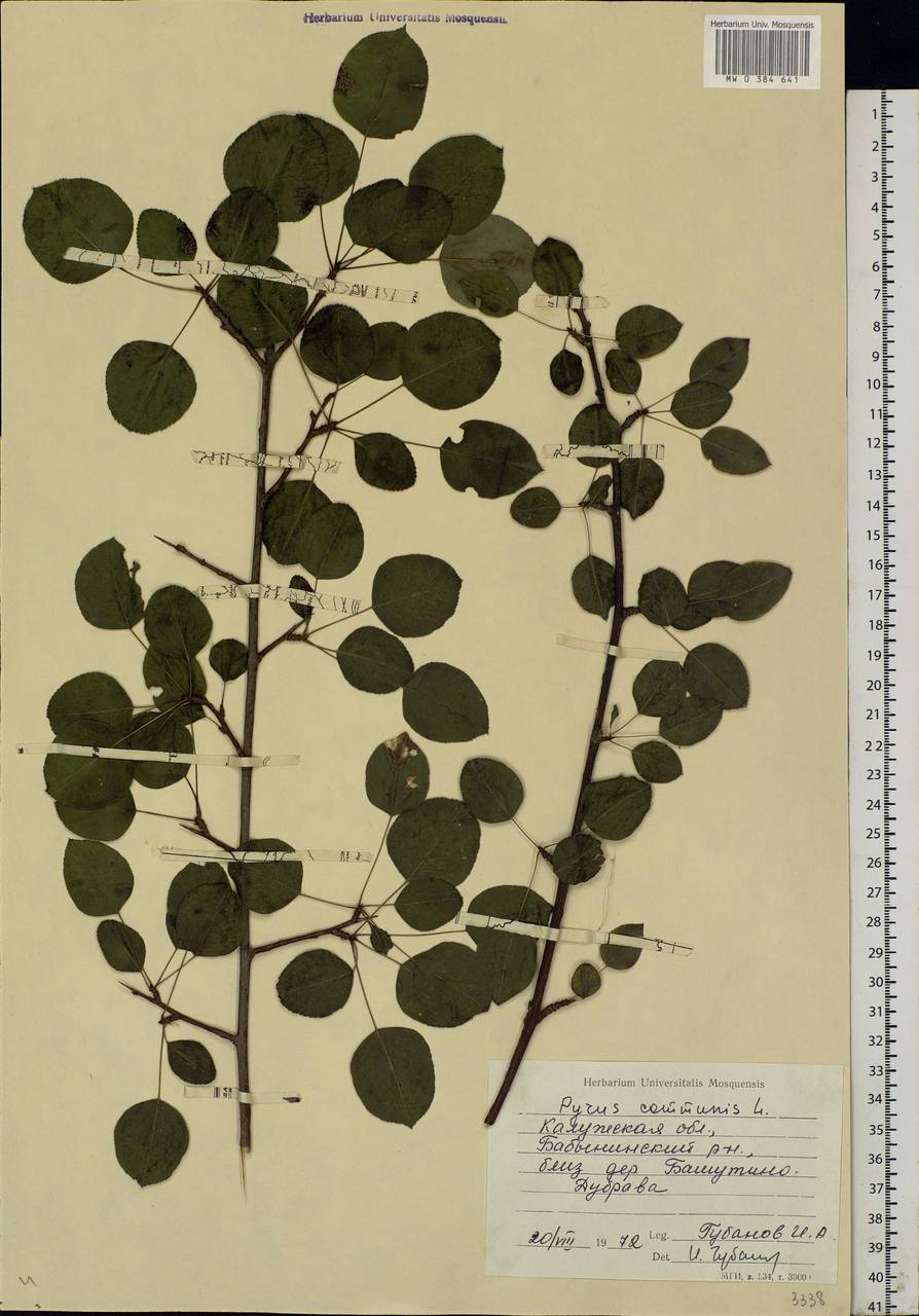 Pyrus communis L., Eastern Europe, Central region (E4) (Russia)