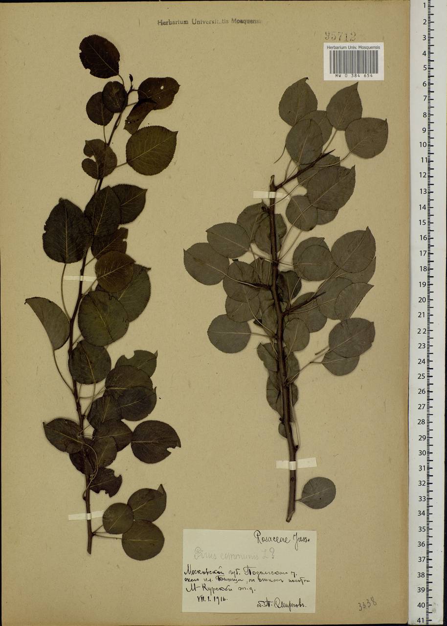 Pyrus communis L., Eastern Europe, Moscow region (E4a) (Russia)