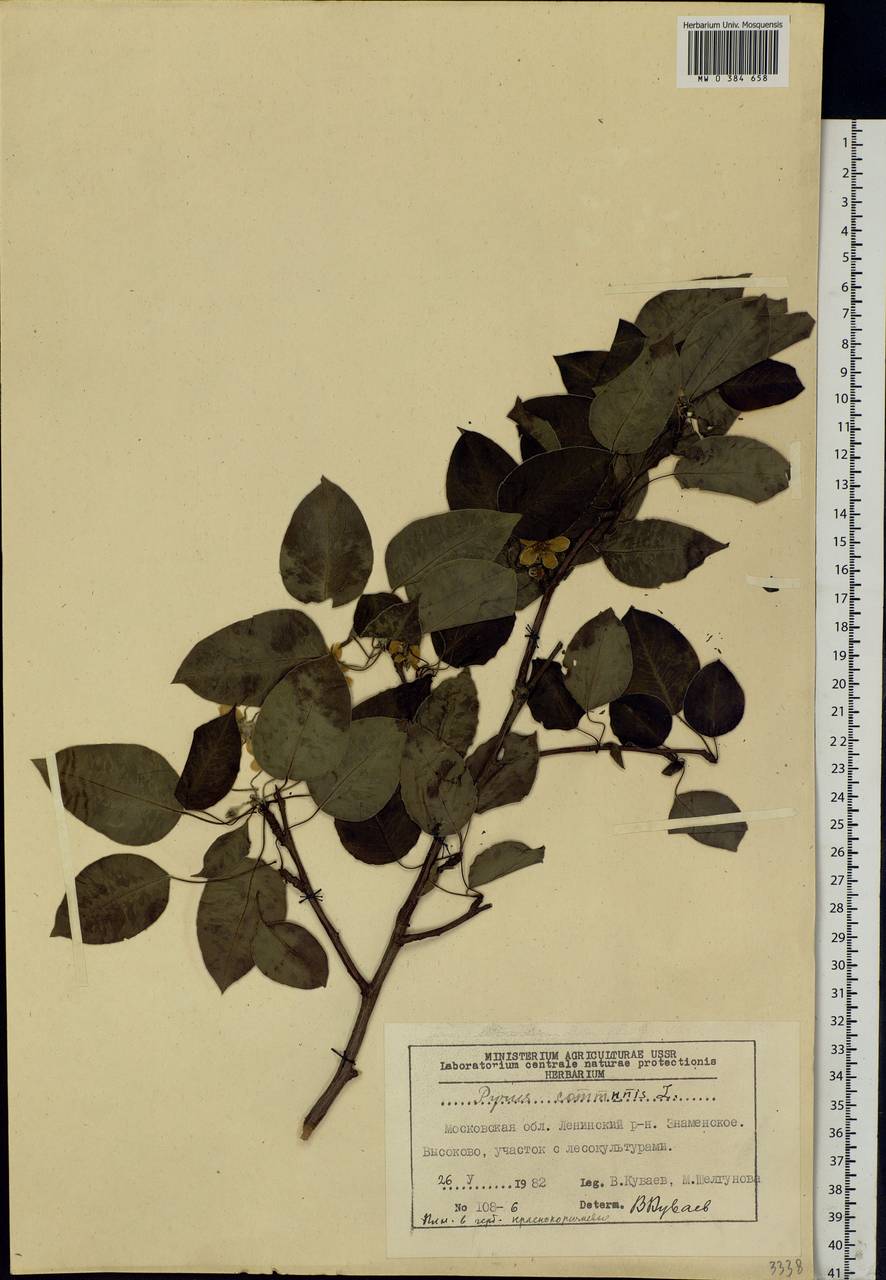 Pyrus communis L., Eastern Europe, Moscow region (E4a) (Russia)