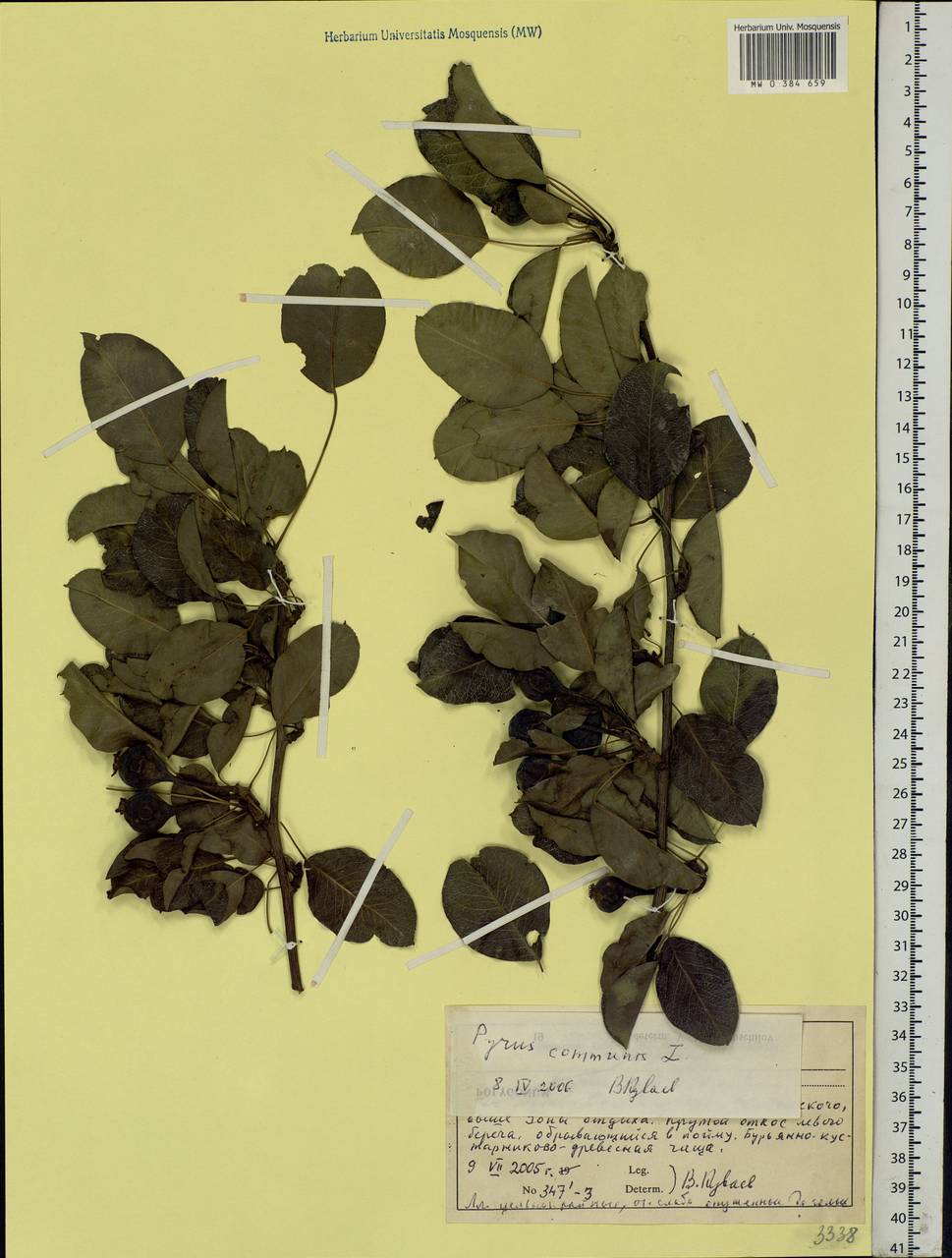 Pyrus communis L., Eastern Europe, Moscow region (E4a) (Russia)