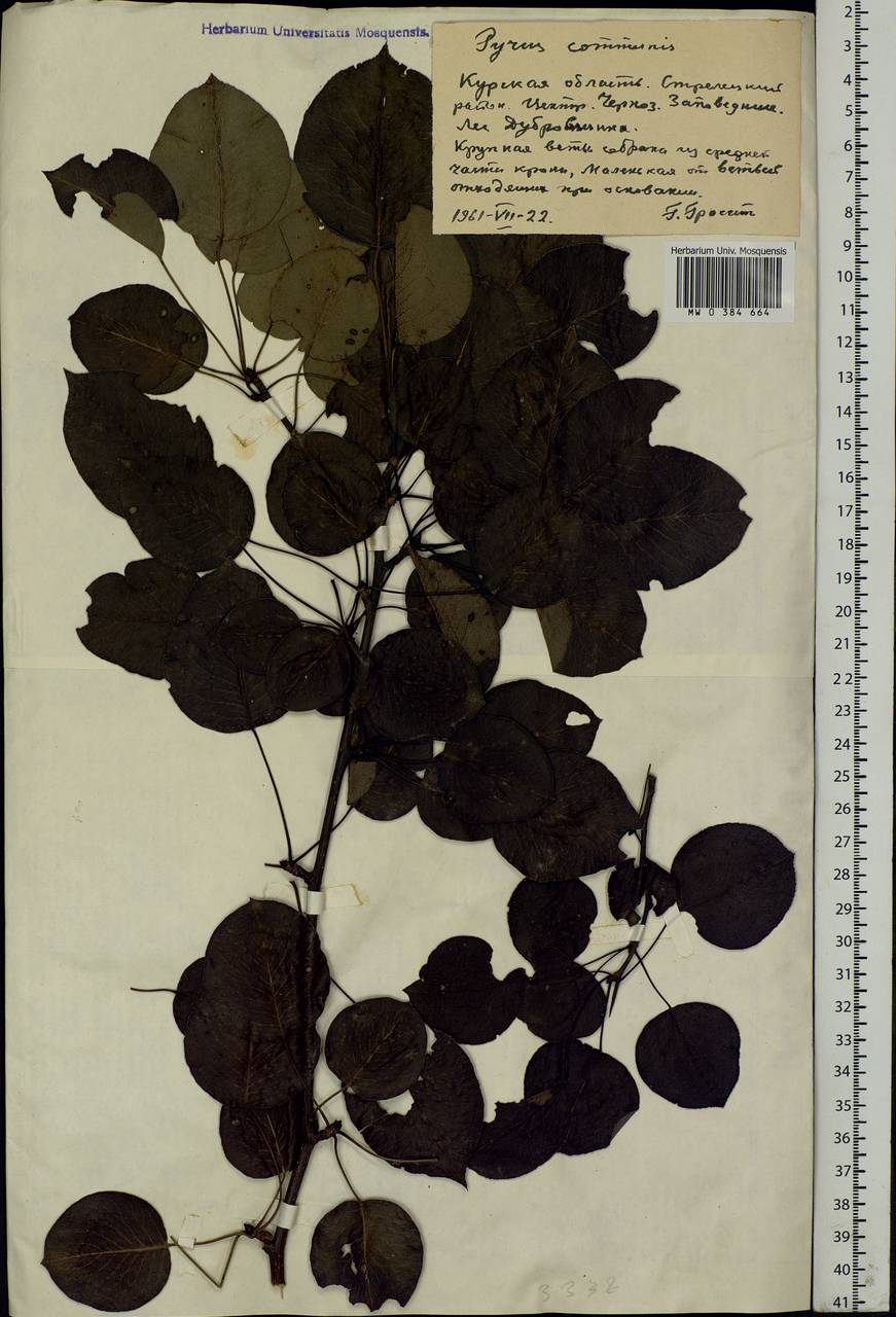 Pyrus communis L., Eastern Europe, Central forest-and-steppe region (E6) (Russia)