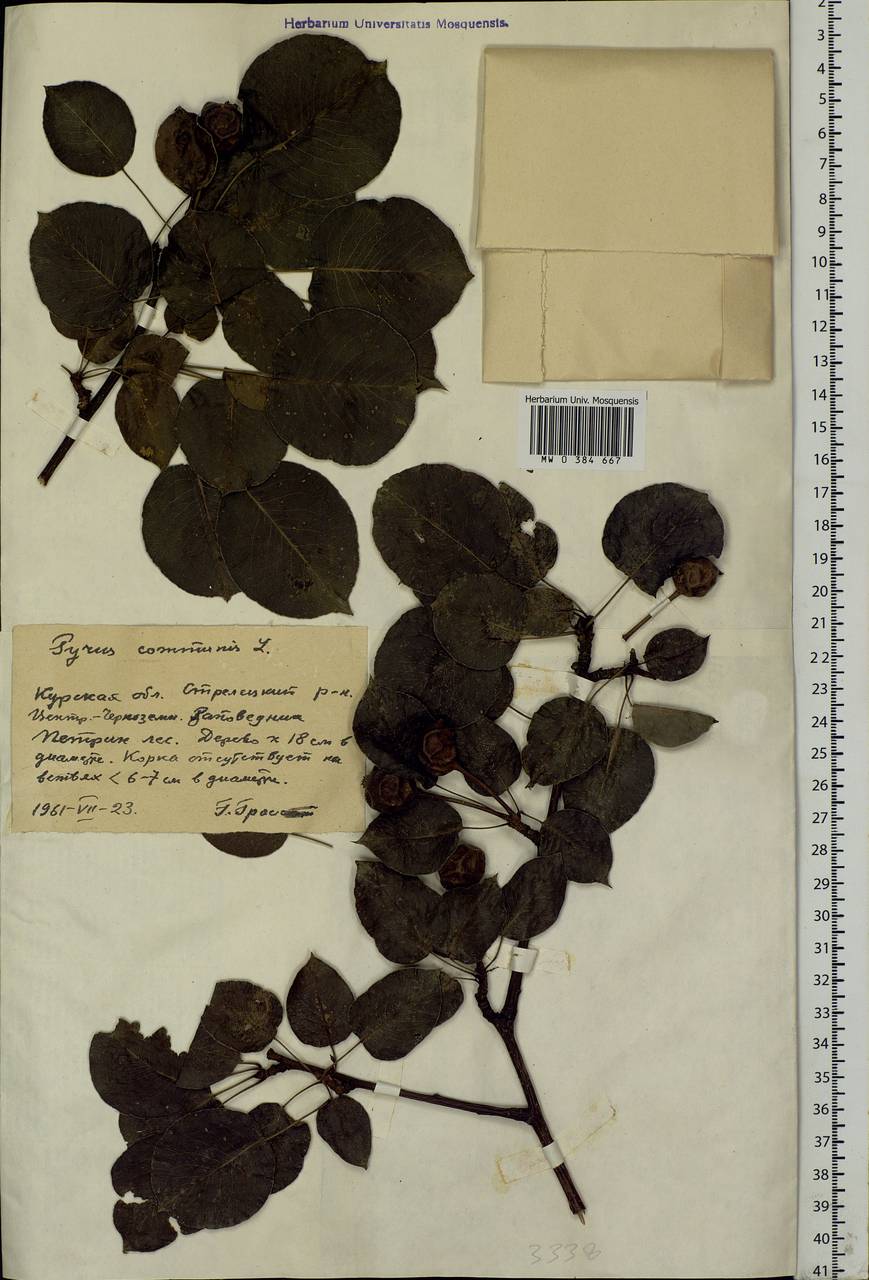 Pyrus communis L., Eastern Europe, Central forest-and-steppe region (E6) (Russia)