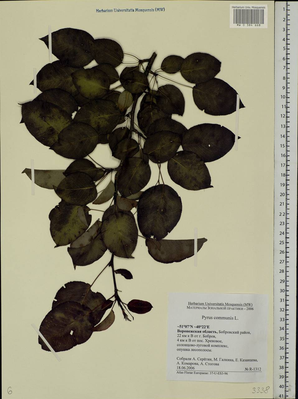 Pyrus communis L., Eastern Europe, Central forest-and-steppe region (E6) (Russia)