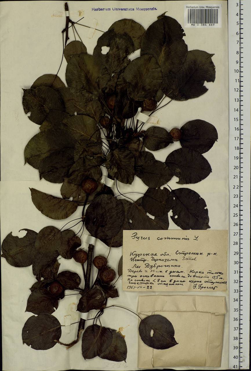 Pyrus communis L., Eastern Europe, Central forest-and-steppe region (E6) (Russia)