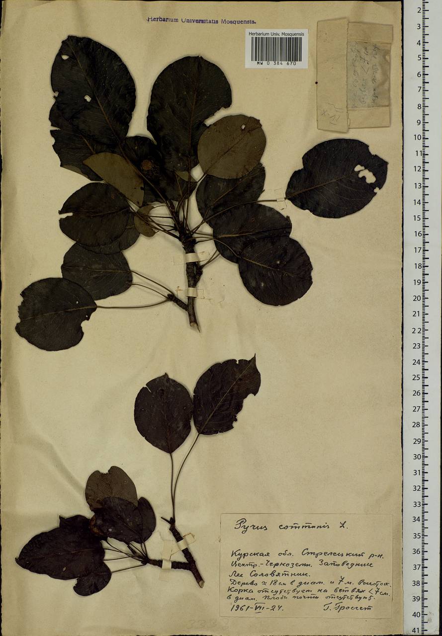 Pyrus communis L., Eastern Europe, Central forest-and-steppe region (E6) (Russia)