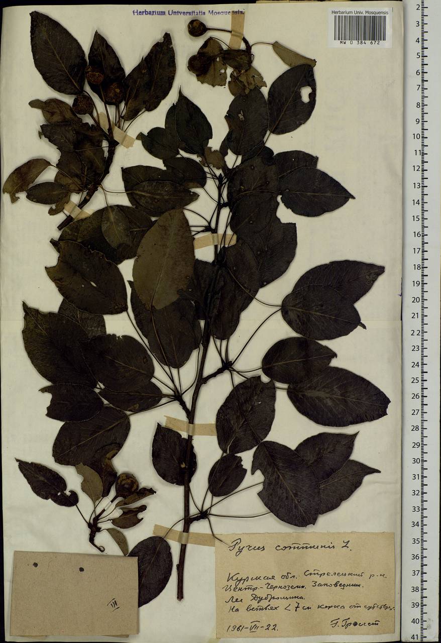 Pyrus communis L., Eastern Europe, Central forest-and-steppe region (E6) (Russia)