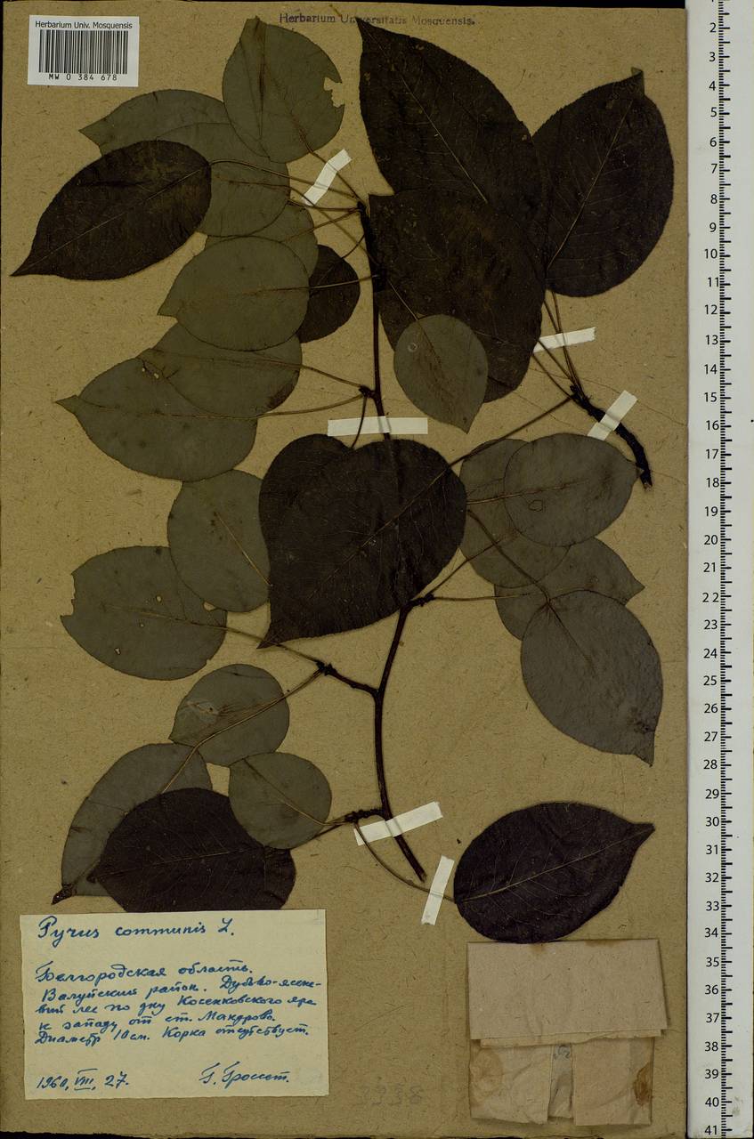 Pyrus communis L., Eastern Europe, Central forest-and-steppe region (E6) (Russia)