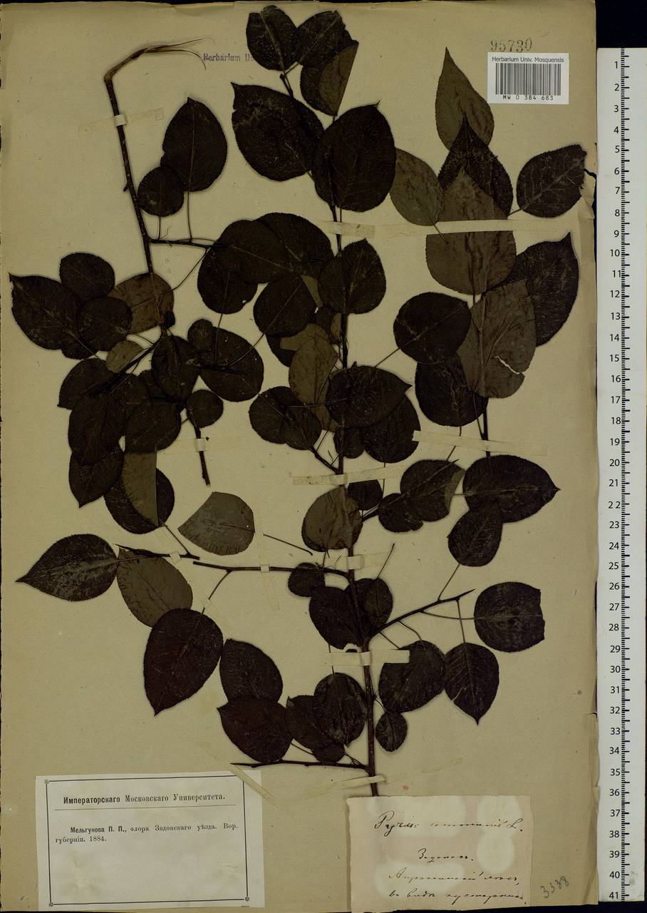 Pyrus communis L., Eastern Europe, Central forest-and-steppe region (E6) (Russia)