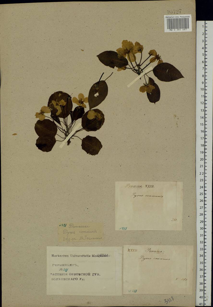 Pyrus communis L., Eastern Europe, Central forest-and-steppe region (E6) (Russia)