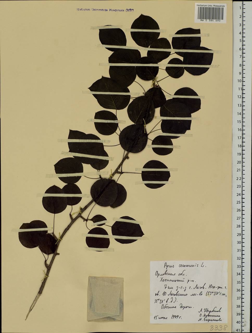 Pyrus communis L., Eastern Europe, Central forest-and-steppe region (E6) (Russia)