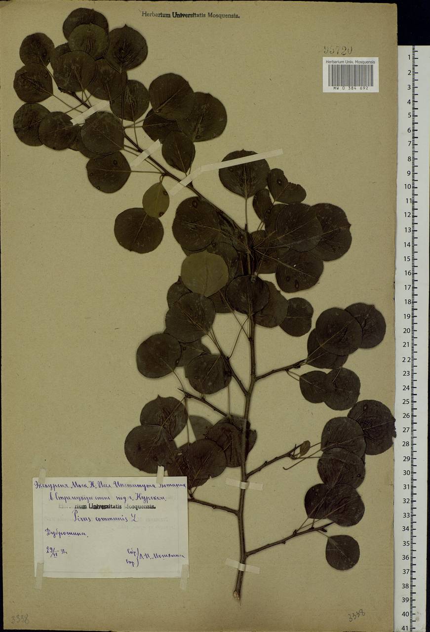 Pyrus communis L., Eastern Europe, Central forest-and-steppe region (E6) (Russia)