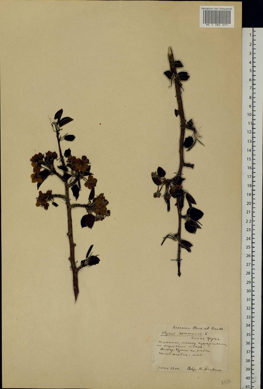 Pyrus communis L., Eastern Europe, Central forest-and-steppe region (E6) (Russia)